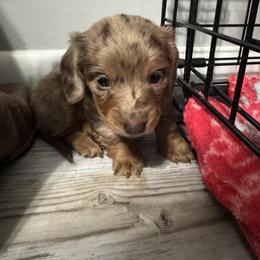 Dachshund All Grown Up from Josh Cheek
