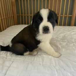 Dark blue collar male - Red and white male Saint Bernard puppy in Albany, Georgia from Magnolia Saint Bernards