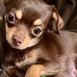 Chihuahuas from iChihuahuas Kennel