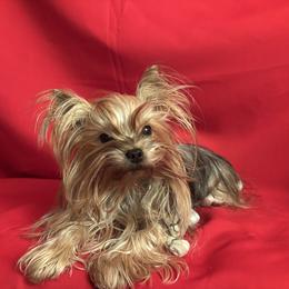 Dolly - Yorkshire Terrier