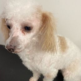 Cubby - Poodle