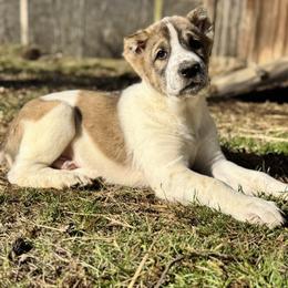 White Collar boy - Brindle male Central Asian Shepherd Dog puppy in Markleysburg, Pennsylvania from Wolf Mountain Farm