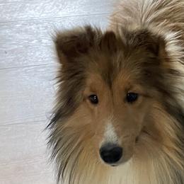 Shetland Sheepdogs from MacGregor Shelties
