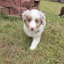 Green Collar - Red merle female Miniature American Shepherd puppy in Statesboro, Georgia from Azure Miniature American Shepherds