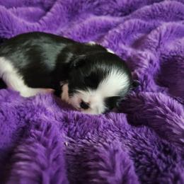 Boy 3 - Black and white male Shih Tzu puppy in Little Falls, Minnesota from Tough Shih