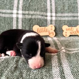 Scout - Male - Black and white male Border Collie puppy in Avery, Texas from Willa Creek Border Collies