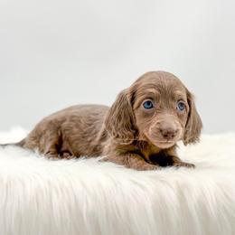 Zara - Fawn (Isabella) female Dachshund puppy in Litchfield, Illinois from Charmm Dachshunds