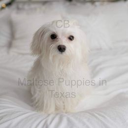 Tiny - Maltese