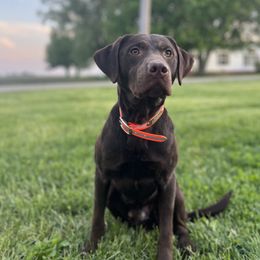 Chance - Labrador Retriever