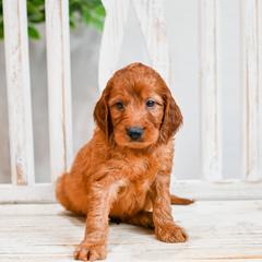 Aussiedoodle, Bernedoodle, Goldendoodle, and Irish Doodle Puppies from Sun Valley Goldendoodles