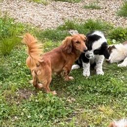 Pumpkin - Dachshund