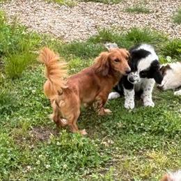 Pumpkin - Dachshund