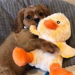 Cavalier King Charles Spaniel Puppies from Adorable Cavaliers of Southern California