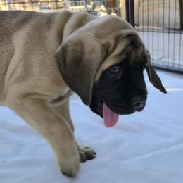 Red - Fawn male Mastiff puppy in Las Vegas, Nevada from Mikayel Nikogosyan