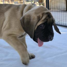 Red - Fawn male Mastiff puppy in Las Vegas, Nevada from Mikayel Nikogosyan