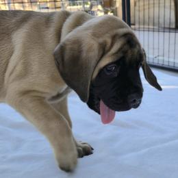 Red - Fawn male Mastiff puppy in Las Vegas, Nevada from Mikayel Nikogosyan