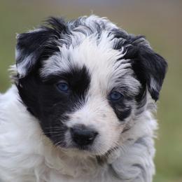 Blue Merle male 2 - Blue merle male Border Collie puppy in Tylertown, Mississippi from Cool Meadow Farms