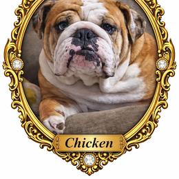 Chicken - Bulldog