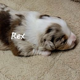 Rex - Red merle male Miniature Australian Shepherd puppy in Waxhaw, North Carolina from Cane Creek Aussies