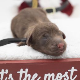 Marley - Chocolate male Dachshund puppy in Mesa, Arizona from Dach Army LLC