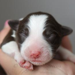 Jedi - Red female Border Collie puppy in Kalispell, Montana from North Fork Border Collies