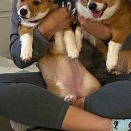 Pembroke Welsh Corgi Puppies from South Texas Blue Collar Corgis