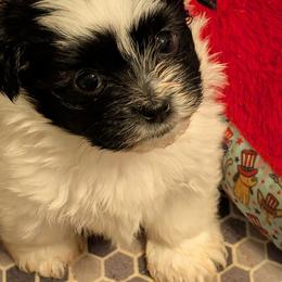 Viva - Black and white female Havanese puppy in Anderson, South Carolina from Moe's Goldens and HavAntics
