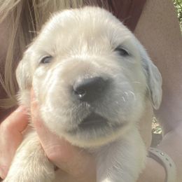 Dahlia - Golden Retriever puppy from Little House on the Farmie
