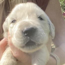 Dahlia - Golden Retriever puppy from Little House on the Farmie
