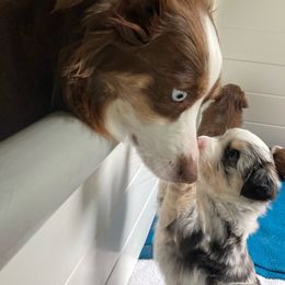 Miniature Australian Shepherd Puppies from Blue Skye's Miniature Australian Shepherds