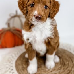 Avery - Red  female Goldendoodle puppy in Fletcher, North Carolina from Cane Creek Goldendoodles