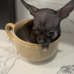 Micro Mr xcaliber charting 2-3 lb 4500 - Black and white male Chihuahua puppy in Las Vegas, Nevada from Quality Poms Chihuahua Yorkies of Las vegas