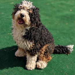Daisy - Bernedoodle