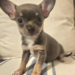 Peanut - Blue and tan female Chihuahua puppy in Wichita, Kansas from Andrea's Chihuahuas