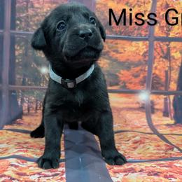 Goldendoodle, Golden Retriever, Labradoodle, and Labrador Retriever Puppies from Robertson's Retrievers and Doodles