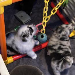 Australian Shepherd and Miniature Schnauzer Puppies from RM Aussies and Miniature Schnauzers