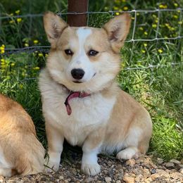 American Corgis and Pembroke Welsh Corgis from Tori’s Sassy Corgis