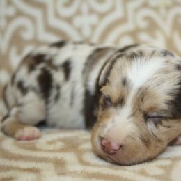 Dorthy - Red merle female Toy Australian Shepherd puppy in Licking, Missouri from Burnett Aussies