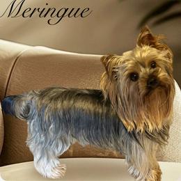 Meringue - Yorkshire Terrier