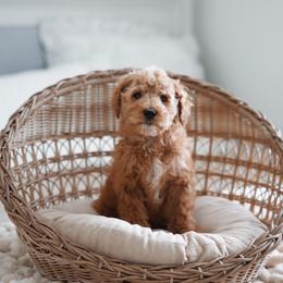 Blue collar boy - Apricot male Goldendoodle puppy in Spokane, Washington from Beloved_doodles_WA
