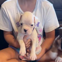 Chloe - White female Boxer puppy in Daviess County, Kentucky from Blissful Euro Boxers & French Bull Dogs