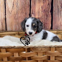 Dachshund, Pomeranian, and Poodle Puppies from Cuddles n Curls