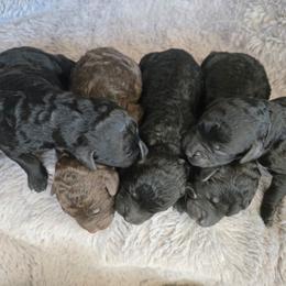 Black boy 2 - Black male Poodle puppy in Bauxite, Arkansas from Mountain Ridge Poodles