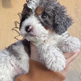 Draco - ORANGE - Merle male Bernedoodle puppy in Gilbert, Arizona from Azbernedoodlepuppies