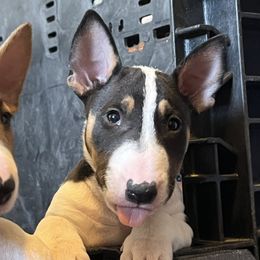 Fizzy - Black tan and white male Bull Terrier puppy in Sprauge, Washington from Mark My Words Bull Terriers