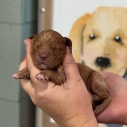 Girl 1 - Red  female Goldendoodle puppy in Wharton, Texas from Little Fur Friends