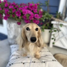 Huckleberry - Dachshund