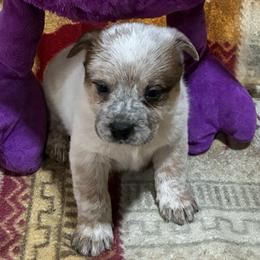 L66-08 - Red speckled male Australian Cattle Dog puppy in Sheridan, Oregon from 6pk Cattledogs