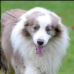 Cowboy - Border Collie