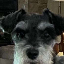 Miniature Schnauzer All Grown Up from Scamper Schnauzers